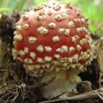 20061028-paddestoelen-012